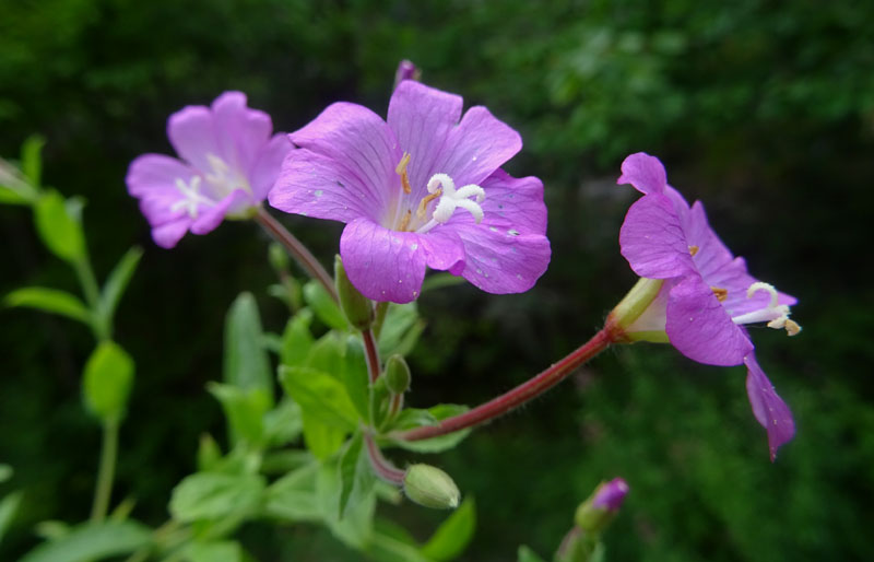 Epilobium hirsutum / Garofanino dacqua